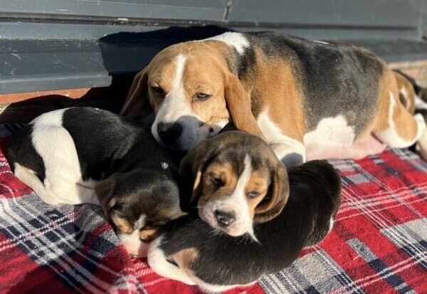 Purebred Beagle