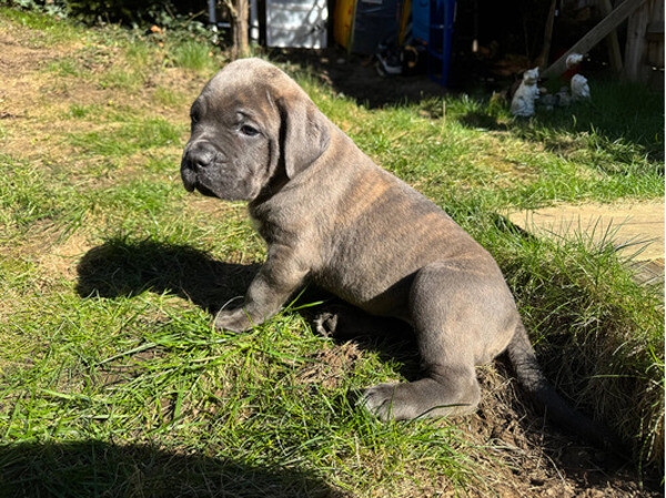 Cane Corso puppies avail