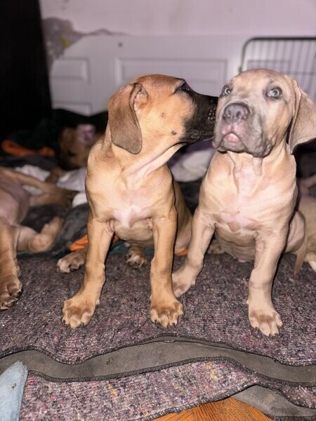 Boerboel puppies
