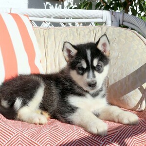 Alaskan malamute | PostAds PH