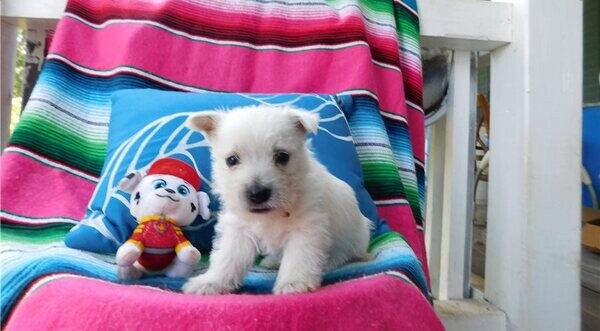 West Highland White Terrier