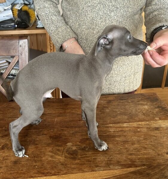 Quality Italian greyhounds