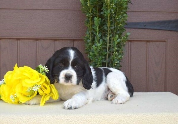  Cocker Spaniel Puppies