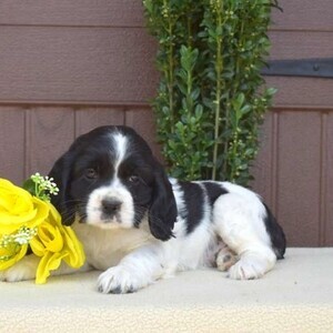 Cocker Spaniel Puppies | PostAds PH