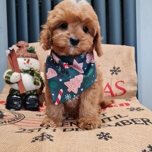 Cavapoo Puppies | PostAds PH