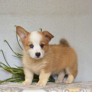 Pembroke Welsh Corgis ready | PostAds PH