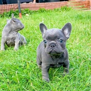 French bulldog puppies 2 left | PostAds PH