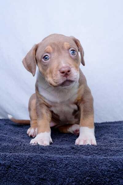 American Pit Bull Terrier