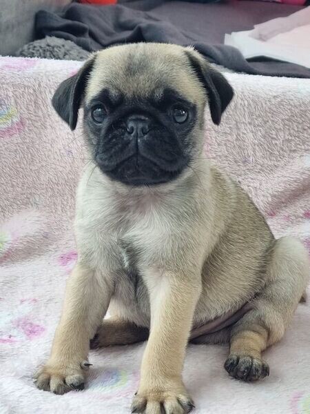 Pugs puppies ready