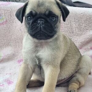 Pugs puppies ready | PostAds PH