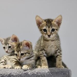 Savannah Kittens | PostAds PH