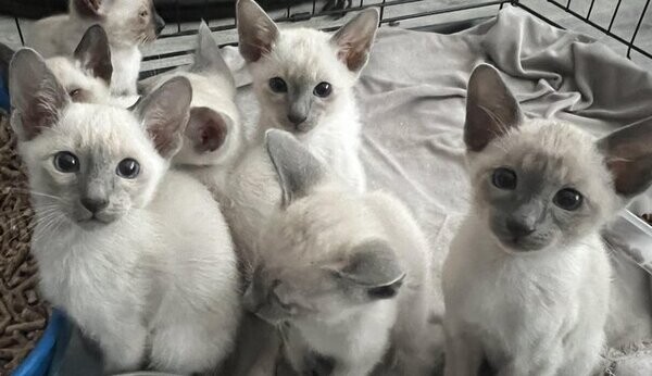 Siamese kittens