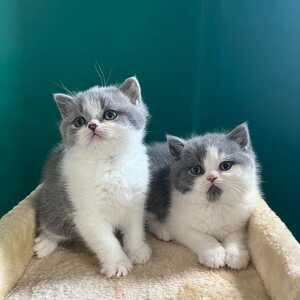 British Longhair Kittens | PostAds PH