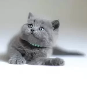 scottish straight kitten | PostAds PH