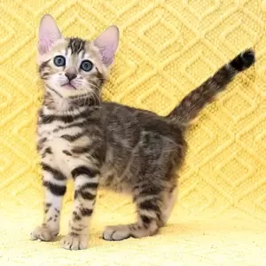 beautiful female bengal kitten | PostAds PH