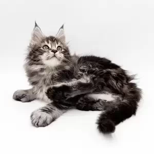 beautiful maine coon kitten | PostAds PH