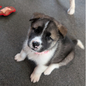 Akita x Malamute ready | PostAds PH