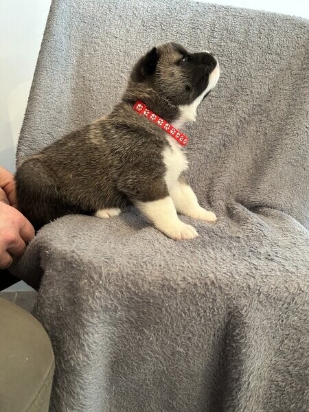 Akita puppies for sale
