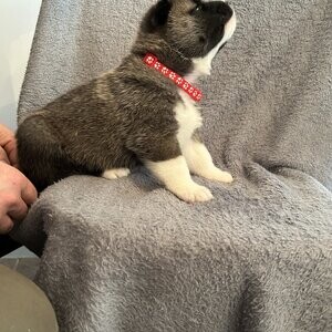 Akita puppies for sale | PostAds PH