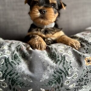 Yorkshire Terrier pure bred puppies for sale | PostAds PH