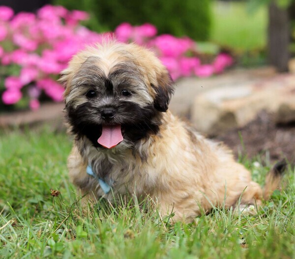 Lhasa Apso - ready to go!