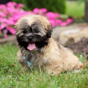 Lhasa Apso - ready to go! | PostAds PH