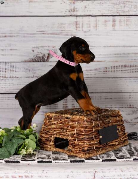 Ready to leave KC health tested Doberman Pinscher Puppies for Sale