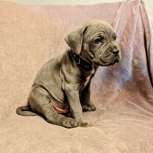 Cane Corso Gentle Giant | PostAds PH