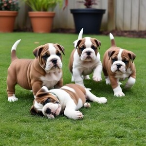 Adorable Litter of English Bulldog Puppies | PostAds PH