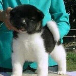 Akita puppies 2 bundles of joy Viber:+63-9481-451-325 | PostAds PH