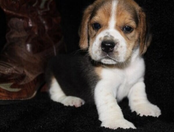 Beagle Puppies 2 bundles of joy Viber:+63-9481-451-325