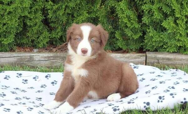 Border Collie 2 bundles of joy Viber:+63-9481-451-325
