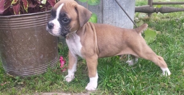 BOXER PUPPIES 2 bundles of joy Viber:+63-9481-451-325