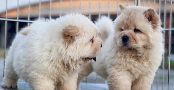 Chow Chow puppies 2 bundles of joy Viber:+63-9481-451-325