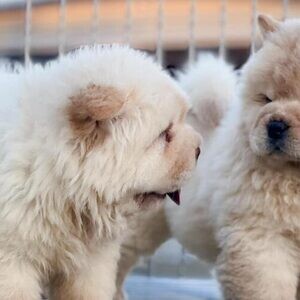 Chow Chow puppies 2 bundles of joy Viber:+63-9481-451-325 | PostAds PH