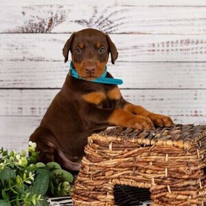 Doberman pups 2 bundles of joy Viber:+63-9481-451-325 | PostAds PH
