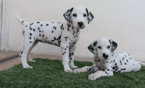 Dalmatian puppies 2 bundles of joy email:Viber:+63-9481-451-325