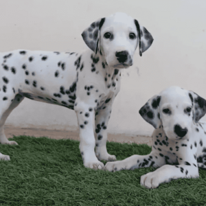 Dalmatian puppies 2 bundles of joy email:Viber:+63-9481-451-325 | PostAds PH