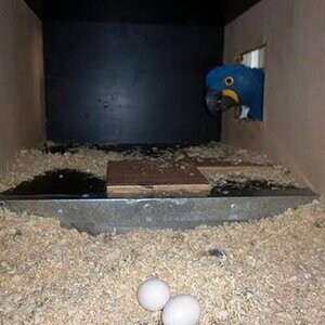 All Species Of Macaws Parrot Eggs | PostAds PH