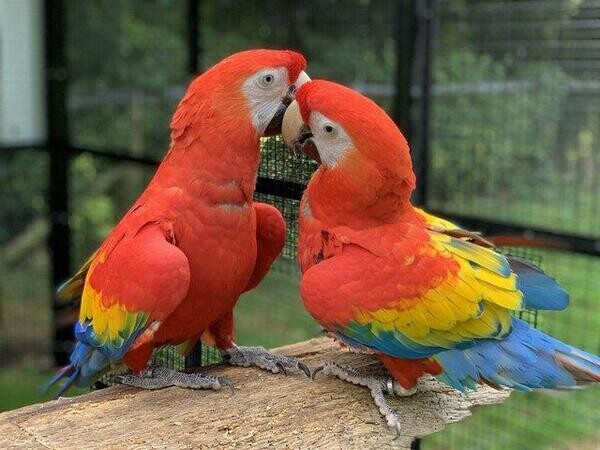 SCARLET MACAW FOR SALE