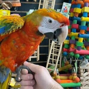 Buy Camelot macaw parrots | PostAds PH