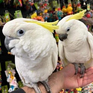 Umbrella Ccockatoo Parrots | PostAds PH