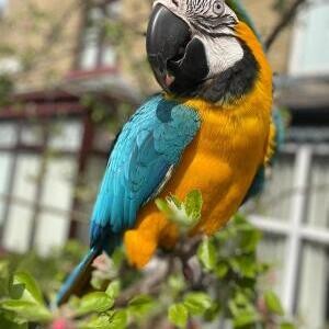 Super Tame Blue & Gold Macaw parrot | PostAds PH