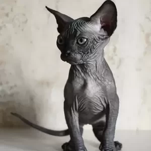 Canadian sphynx | PostAds PH