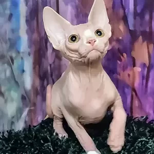 male sphynx kitten with a stunning white, | PostAds PH