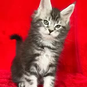 male Maine Coon kitten | PostAds PH