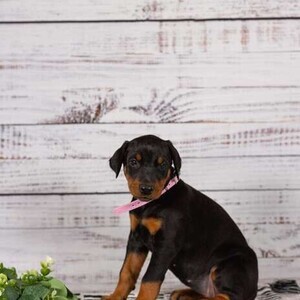 Dachshund Puppies vaccinated, wormed, vet checked Viber:+63-9481-451-325 | PostAds PH