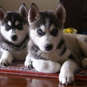 Mga Tuta ng Siberian Huskies Viber:+63-9481-451-325 | PostAds PH