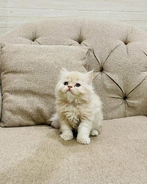 Gorgeous Full Pedigree Persian Kittens for sale.Please contact us on Viber: +639660614145