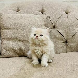 Gorgeous Full Pedigree Persian Kittens for sale.Please contact us on Viber: +639660614145 | PostAds PH